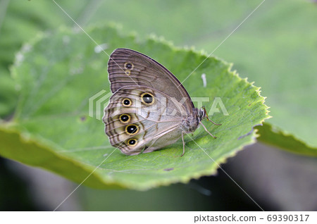 Ohikage (Tsurui Village, Hokkaido) Ohikage (Tsurui Village, Hokkaido) 69390317