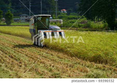 Harvesting rice. This year is a good harvest. Harvesting rice. This year is a good harvest. 69390332