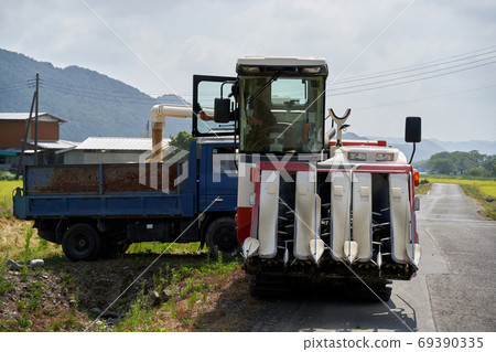 Harvesting rice. Thresh and load on the truck. Harvesting rice. Thresh and load on the truck. 69390335