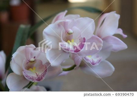 White orchid 69390470