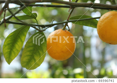 citrus citrus 69390741