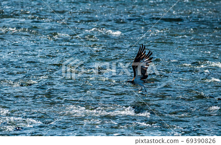白石水壩，清澈的菊池河上的野生鳥類的天堂 69390826