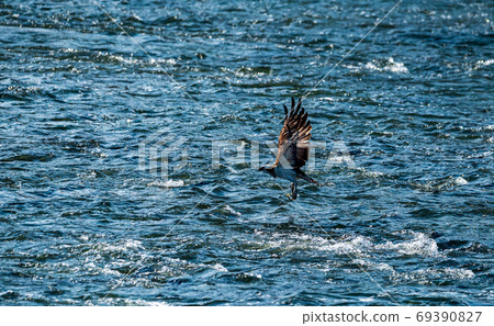 Wild bird paradise Shiraishi dam on the clear stream Kikuchi River Wild bird paradise Shiraishi dam on the clear stream Kikuchi River 69390827