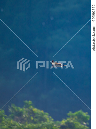 白石水壩,清澈的菊池河上的野生鳥類的天堂 白石水壩,清澈的菊池河上的野生鳥類的天堂 69390852