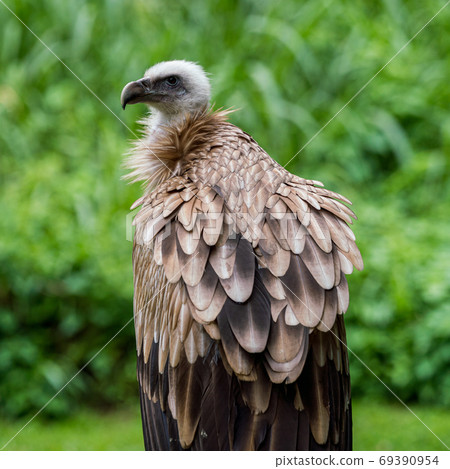 Himalaya vulture 69390954