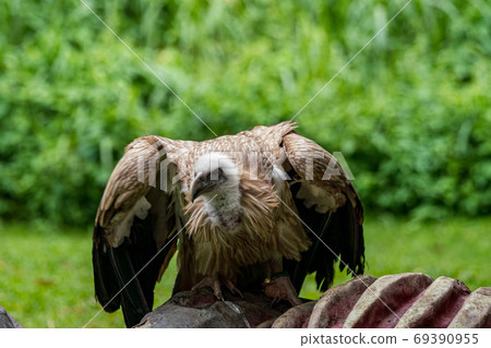 Himalaya vulture 69390955