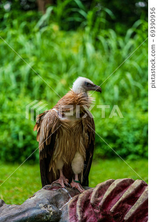 Himalaya vulture Himalaya vulture 69390956