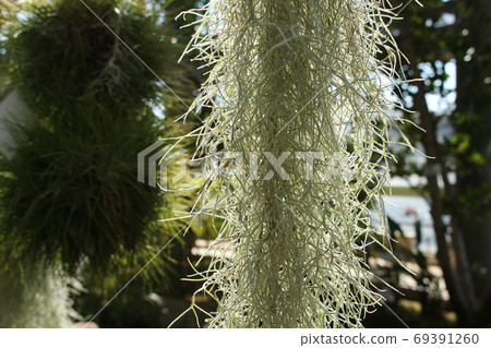 Tropical plant roots 69391260