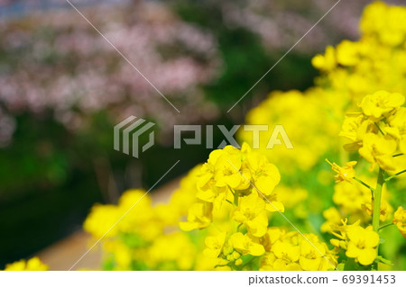 Rape field that heralds the arrival of spring Rape field that heralds the arrival of spring 69391453