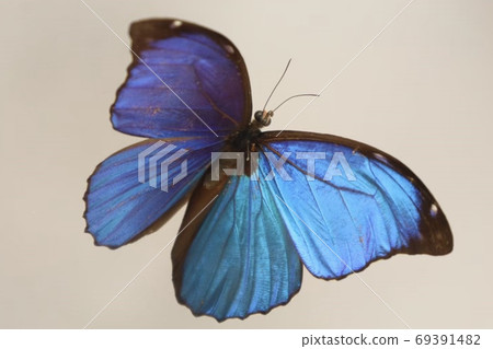 Atlas Beetle Atlas Beetle 69391482