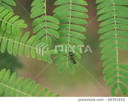 Formica Japonica In The Leaves Of Albizia Japonica Stock Photo