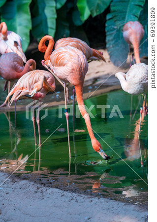 Beni Iro Flamingo 69391809