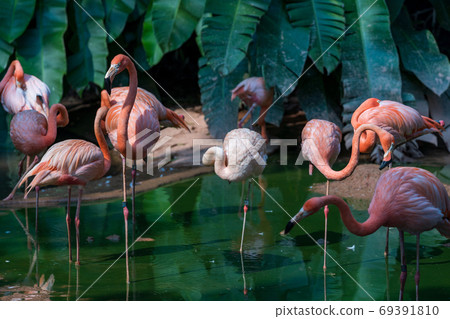 Beni Iro Flamingo 69391810