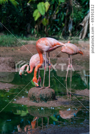 Beni Iro Flamingo Beni Iro Flamingo 69391812