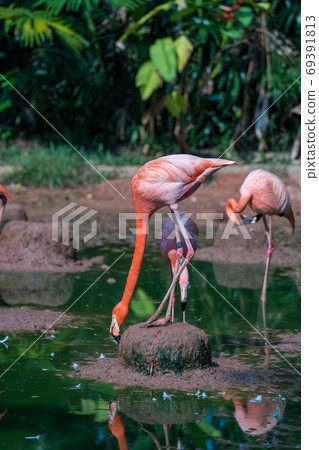 Beni Iro Flamingo 69391813