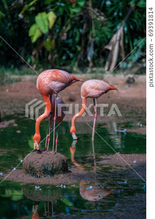 Beni Iro Flamingo 69391814