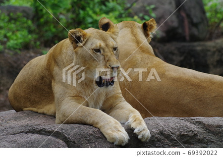 A lion enjoying the zoo life 69392022