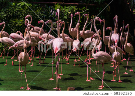 Greater flamingo population 69392180