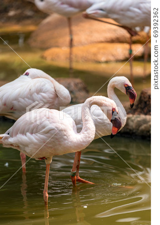 Lesser flamingo / Lesser flamingo 69392362