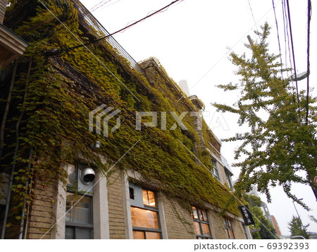 Half covered with ivy 69392393