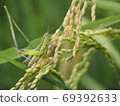 Rice pest, locust 69392633