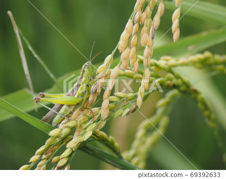 Rice pest, locust Rice pest, locust 69392633