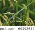 Rice pest, locust 69392634