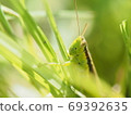 Rice pest, locust 69392635