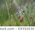Spiders that prey on dragonflies 69392636