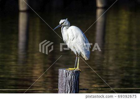 Great egret perching on a stake in a pond 69392675
