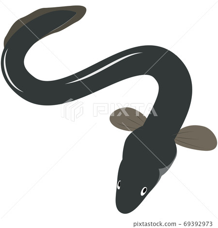 Eel illustration # 02 Eel illustration # 02 69392973