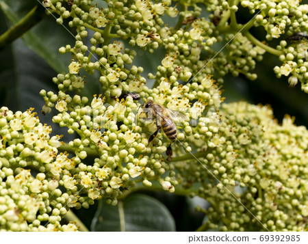 Japanese bee that came to the flower 69392985