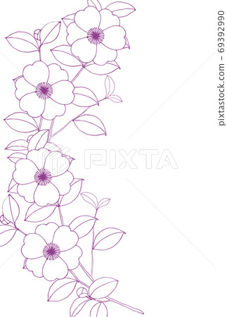 Sasanqua Camellia in the cold 2 69392990