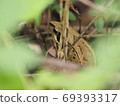Japanese brown frog in Kusama 69393317