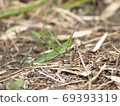 A female of a cowpea grasshopper 69393319