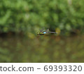 Anax parthenope male 69393320