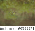 Anax parthenope male 69393321