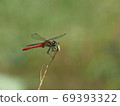 Male of Mayutateakane 69393322