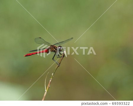 Male of Mayutateakane Male of Mayutateakane 69393322
