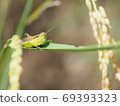 Rice pest, locust 69393323