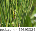 Rice pest, locust couple 69393324