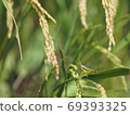 Rice pest, locust 69393325
