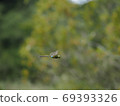 Anax parthenope male 69393326