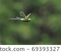 Anax parthenope male 69393327