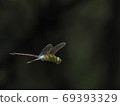 Anax parthenope male 69393329