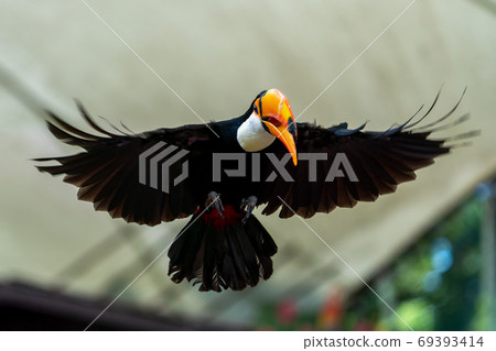 Toco toucan in flight Toco toucan in flight 69393414