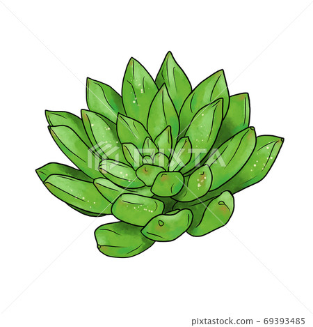 藍藻多肉植物 藍藻多肉植物 69393485