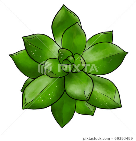 景天多肉植物 景天多肉植物 69393499