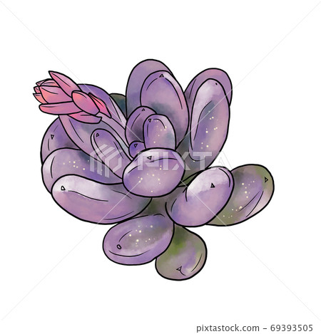 Pakifitsum肉質植物 69393505