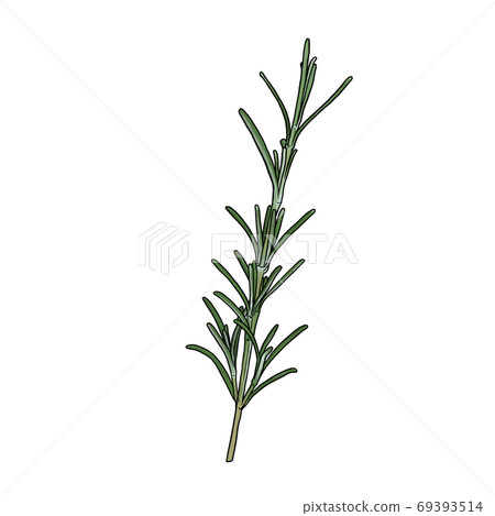 迷迭香-插圖素材[69393514] - PIXTA圖庫